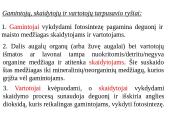 Skaidrės - ekosistema 12 puslapis