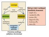 Skaidrės - ekosistema 13 puslapis