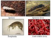 Skaidrės - ekosistema 15 puslapis