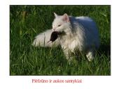 Skaidrės - ekosistema 6 puslapis