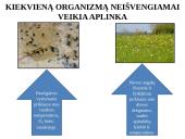 Skaidrės - ekosistema 7 puslapis