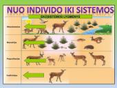 Skaidrės - ekosistema 9 puslapis