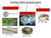 Skaidrės - ekosistema 10 puslapis