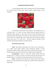 Referatas apie avietes 12 puslapis