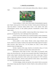 Referatas apie avietes 7 puslapis