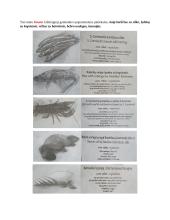 Viduramžių epochos maisto kultūra Europoje 3 puslapis