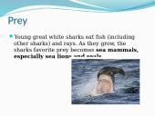 Great white sharks 3 puslapis