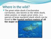 Great white sharks 5 puslapis