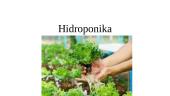 Hidroponika (skaidrės)