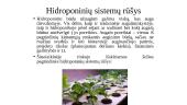 Hidroponika (skaidrės) 4 puslapis