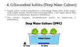Hidroponika (skaidrės) 8 puslapis