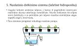 Hidroponika (skaidrės) 9 puslapis