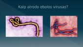 Ebolos virusas (skaidrės) 8 puslapis