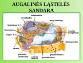 Augalų anatomija ir morfologija (skaidrės) 2 puslapis