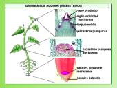 Augalų anatomija ir morfologija (skaidrės) 12 puslapis