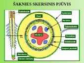 Augalų anatomija ir morfologija (skaidrės) 16 puslapis