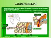 Augalų anatomija ir morfologija (skaidrės) 18 puslapis