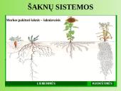 Augalų anatomija ir morfologija (skaidrės) 19 puslapis