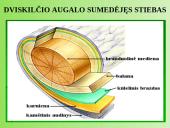 Augalų anatomija ir morfologija (skaidrės) 20 puslapis