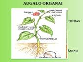 Augalų anatomija ir morfologija (skaidrės) 3 puslapis