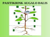 Augalų anatomija ir morfologija (skaidrės) 4 puslapis