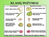 Augalų anatomija ir morfologija (skaidrės) 5 puslapis