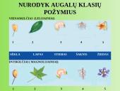 Augalų anatomija ir morfologija (skaidrės) 6 puslapis
