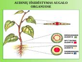 Augalų anatomija ir morfologija (skaidrės) 7 puslapis