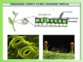 Augalų anatomija ir morfologija (skaidrės) 8 puslapis