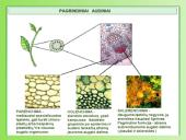 Augalų anatomija ir morfologija (skaidrės) 9 puslapis