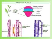 Augalų anatomija ir morfologija (skaidrės) 10 puslapis
