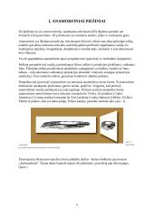 3D piešiniai 3 puslapis