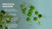 Skaidrės - protistai 9 puslapis