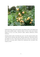 Aviečių ūkio įkūrimas 8 puslapis