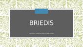 Briedis