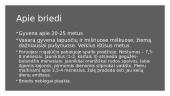 Briedis 2 puslapis