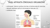 Organizmų prisitaikymas vykdyti dujų apykaitą. Skaidrės 4 puslapis