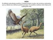 Išnykę gyvūnai 7 puslapis