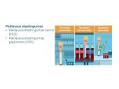 Paklausos elastingumas kainai (PED) 2 puslapis