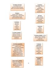 Audito rūšys ir jų klasifikavimas 17 puslapis