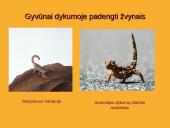 Dykumų biomas 5 puslapis