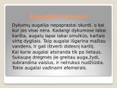 Dykumos ir pusdykumės. Skaidrės 5 puslapis