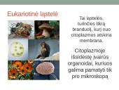 Eukariotai augalinėje ląstelėje 2 puslapis