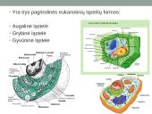 Eukariotai augalinėje ląstelėje 3 puslapis