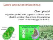 Eukariotai augalinėje ląstelėje 4 puslapis