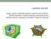 Eukariotai augalinėje ląstelėje 5 puslapis