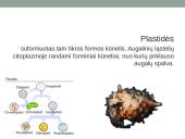 Eukariotai augalinėje ląstelėje 6 puslapis