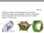 Eukariotai augalinėje ląstelėje 7 puslapis