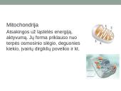 Eukariotai augalinėje ląstelėje 9 puslapis