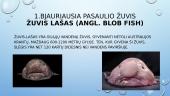 5 Įdomiausios žuvys pasaulyje 2 puslapis